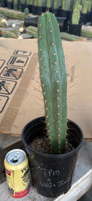 #EC262 EXACT Trichocereus Pachanoi Monstrose TPM X (SS02 x Juuls) Cactus 15”