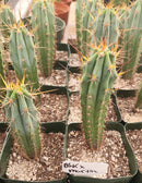 #EC263 EXACT Trichocereus Hybrid Bridgesii BSK X Peru Martin Cactus 6-7”