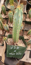 #EC263 EXACT Trichocereus Hybrid Bridgesii BSK X Peru Martin Cactus 6-7”