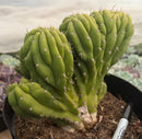 #EC264 EXACT Trichocereus Pachanoi Crested San Pedro Cactus
