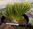 #EC264 EXACT Trichocereus Pachanoi Crested San Pedro Cactus