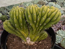 #EC264 EXACT Trichocereus Pachanoi Crested San Pedro Cactus