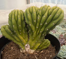 #EC264 EXACT Trichocereus Pachanoi Crested San Pedro Cactus