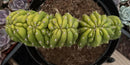#EC264 EXACT Trichocereus Pachanoi Crested San Pedro Cactus
