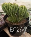#EC264 EXACT Trichocereus Pachanoi Crested San Pedro Cactus
