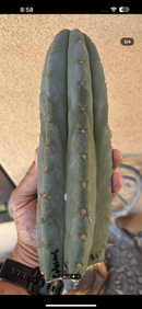 #EC265 EXACT Trichocereus Colossus Cactus 8.5" cutting