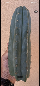 #EC265 EXACT Trichocereus Colossus Cactus 8.5" cutting