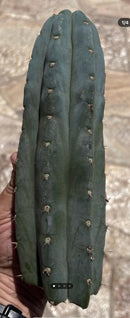 #EC265 EXACT Trichocereus Colossus Cactus 8.5" cutting