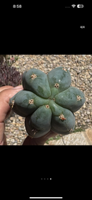 #EC265 EXACT Trichocereus Colossus Cactus 8.5" cutting