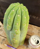 #EC266 EXACT Trichocereus Pachanoi SKIP Cactus Cutting 11.5"