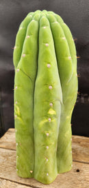 #EC266 EXACT Trichocereus Pachanoi SKIP Cactus Cutting 11.5"