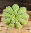 #EC266 EXACT Trichocereus Pachanoi SKIP Cactus Cutting 11.5"