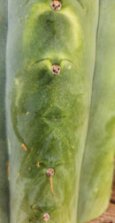 #EC266 EXACT Trichocereus Pachanoi SKIP Cactus Cutting 11.5"