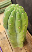 #EC266 EXACT Trichocereus Pachanoi SKIP Cactus Cutting 11.5"