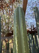 #EC267 Friday Trichocereus Cactus Cutting Video Special W Lora