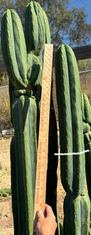 #EC267 Friday Trichocereus Cactus Cutting Video Special W Lora