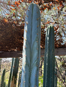 #EC267 Friday Trichocereus Cactus Cutting Video Special W Lora