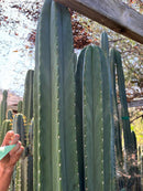 #EC267 Friday Trichocereus Cactus Cutting Video Special W Lora