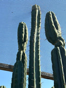 #EC267 Friday Trichocereus Cactus Cutting Video Special W Lora