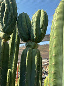 #EC267 Friday Trichocereus Cactus Cutting Video Special W Lora
