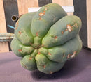 #EC268 Trichocereus hybrid Scopulicola Heynes X Peru Sharxx Blue “Roof Raiser” Cactus Cuttings