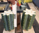 #EC268 Trichocereus hybrid Scopulicola Heynes X Peru Sharxx Blue “Roof Raiser” Cactus Cuttings