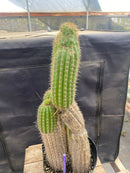 #EC27 EXACT Trichocereus Spacianus Golden Torch Cactus Cutting lot 18,18”