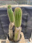 #EC27 EXACT Trichocereus Spacianus Golden Torch Cactus Cutting lot 18,18”