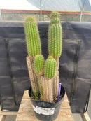 #EC27 EXACT Trichocereus Spacianus Golden Torch Cactus Cutting lot 18,18”