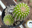#EC270 EXACT Trichocereus Brevispinulosus Indian Comb Cactus 12.5”