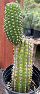#EC270 EXACT Trichocereus Brevispinulosus Indian Comb Cactus 12.5”