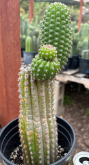 #EC270 EXACT Trichocereus Brevispinulosus Indian Comb Cactus 12.5”