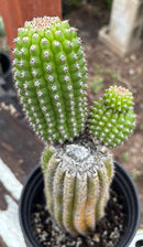 #EC270 EXACT Trichocereus Brevispinulosus Indian Comb Cactus 12.5”
