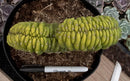 #EC272 EXACT Trichocereus Pachanoi Crested Cactus