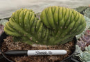 #EC272 EXACT Trichocereus Pachanoi Crested Cactus