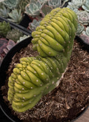 #EC272 EXACT Trichocereus Pachanoi Crested Cactus