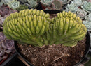 #EC272 EXACT Trichocereus Pachanoi Crested Cactus