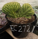 #EC272 EXACT Trichocereus Pachanoi Crested Cactus