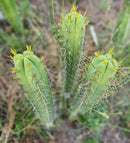 #EC273 EXACT Trichocereus Hybrid Bridgesii KGC X Bridgesii SS02 Cactus Cutting 7-8"