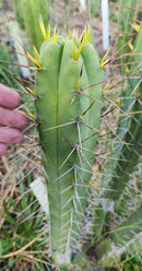 #EC273 EXACT Trichocereus Hybrid Bridgesii KGC X Bridgesii SS02 Cactus Cutting 7-8"