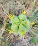 #EC273 EXACT Trichocereus Hybrid Bridgesii KGC X Bridgesii SS02 Cactus Cutting 7-8"