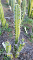 #EC273 EXACT Trichocereus Hybrid Bridgesii KGC X Bridgesii SS02 Cactus Cutting 7-8"