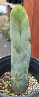 #EC274 EXACT Trichocereus Bridgesii Monstrose Long Form TBM Cactus 9”