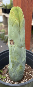 #EC274 EXACT Trichocereus Bridgesii Monstrose Long Form TBM Cactus 9”