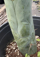 #EC274 EXACT Trichocereus Bridgesii Monstrose Long Form TBM Cactus 9”