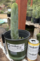 #EC274 EXACT Trichocereus Bridgesii Monstrose Long Form TBM Cactus 9”