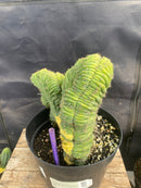 #EC275 EXACT Trichocereus Pachanoi China Gold Variegated Cactus