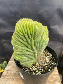 #EC275 EXACT Trichocereus Pachanoi China Gold Variegated Cactus