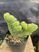 #EC275 EXACT Trichocereus Pachanoi China Gold Variegated Cactus