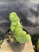 #EC275 EXACT Trichocereus Pachanoi China Gold Variegated Cactus